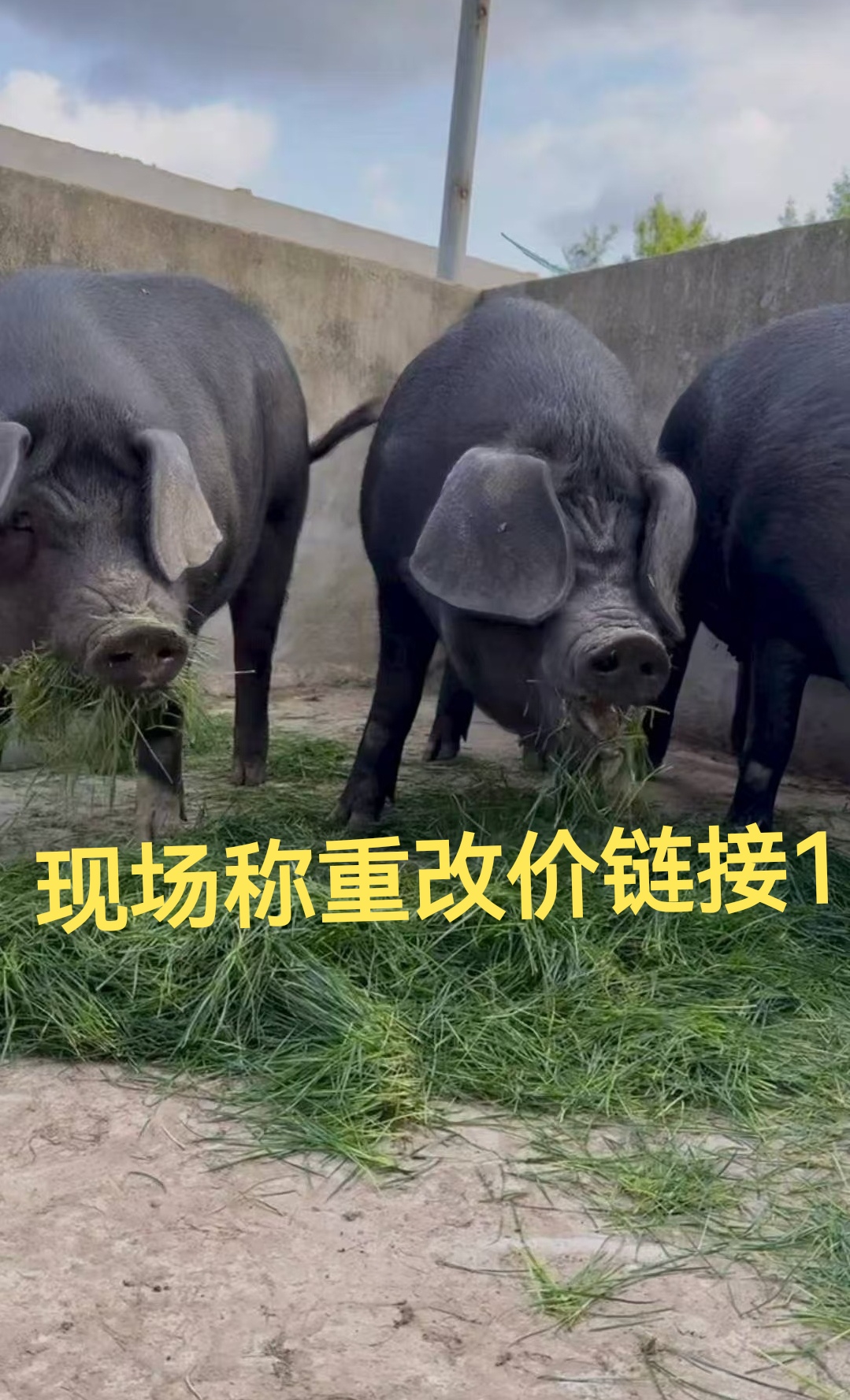 【现场改价链接1】强哥农家土黑猪现场称重链接1（顺丰冷链直达）