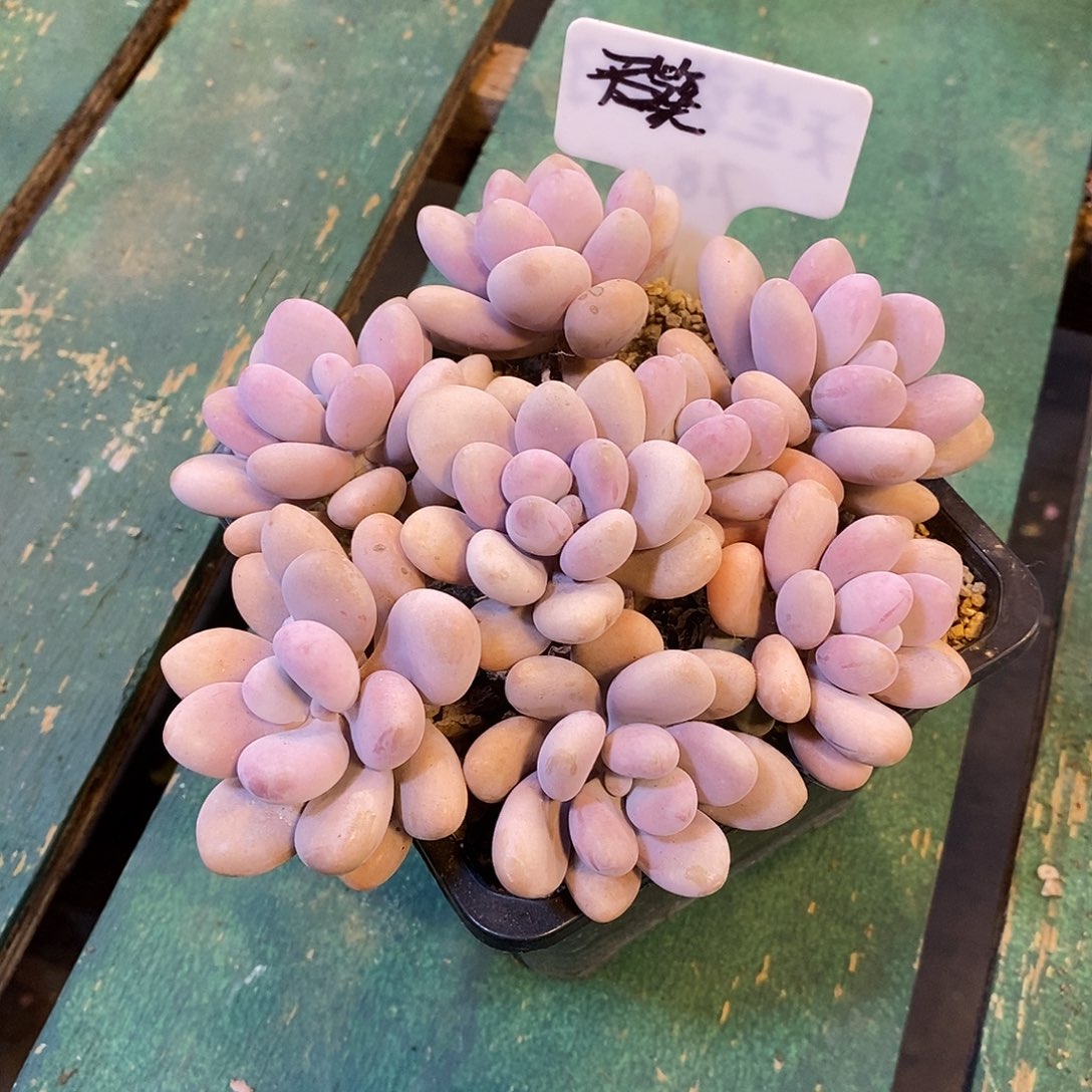 熙**❤桃蛋自然群1234567864