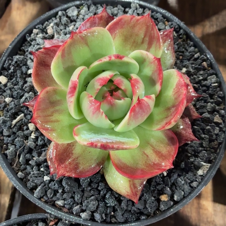 多肉植物惊鸿仙子