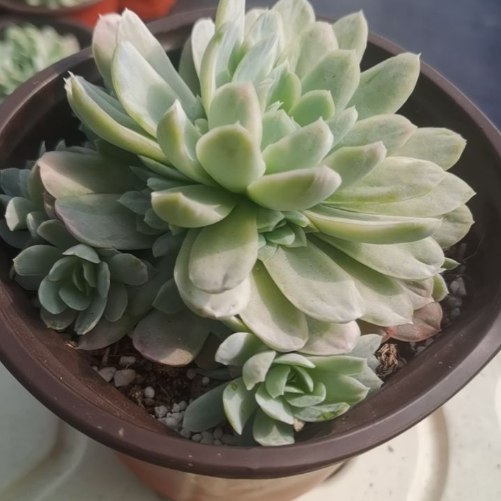 奶油贝瑞白覆轮锦多肉植物