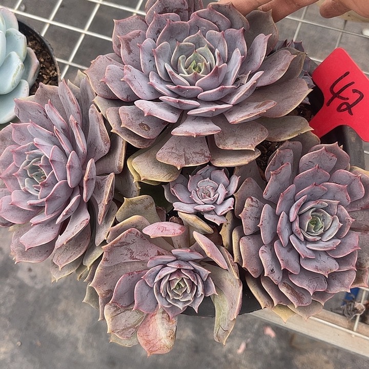 开播炸福利啦，两单包邮紫蝶42