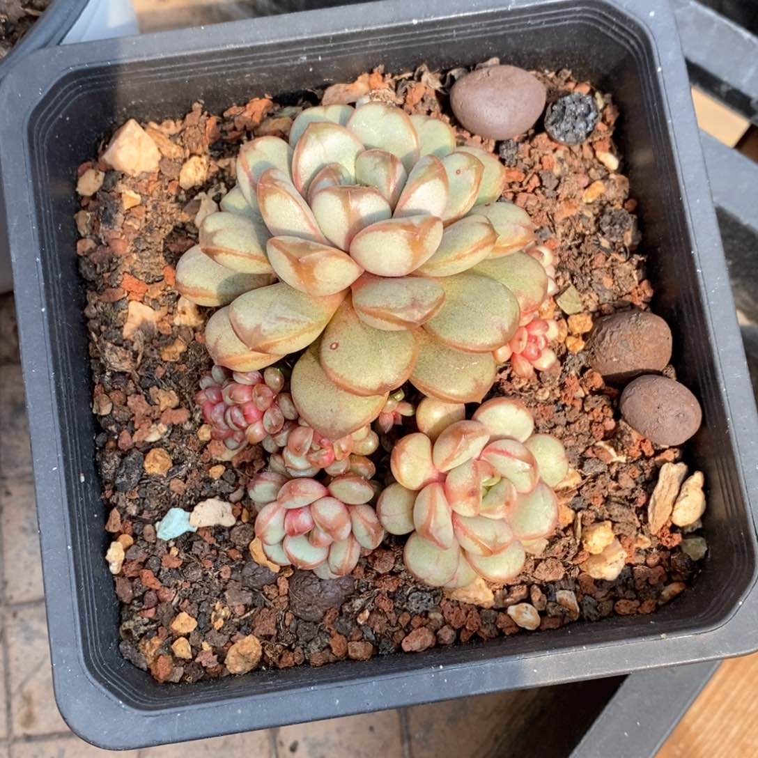 精品多肉一物一拍不包整