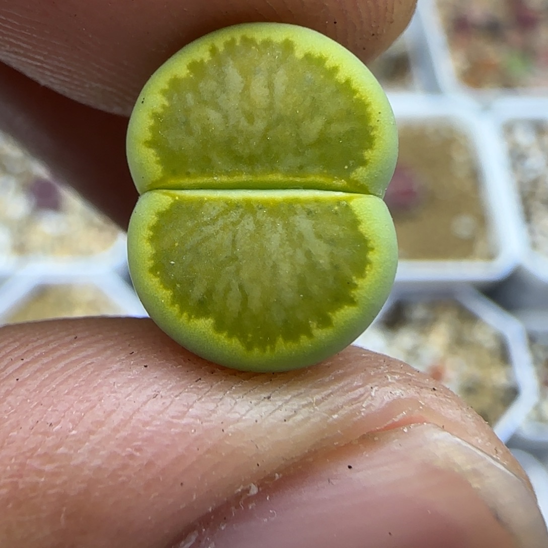 493侧面有疤生石花大棚直播