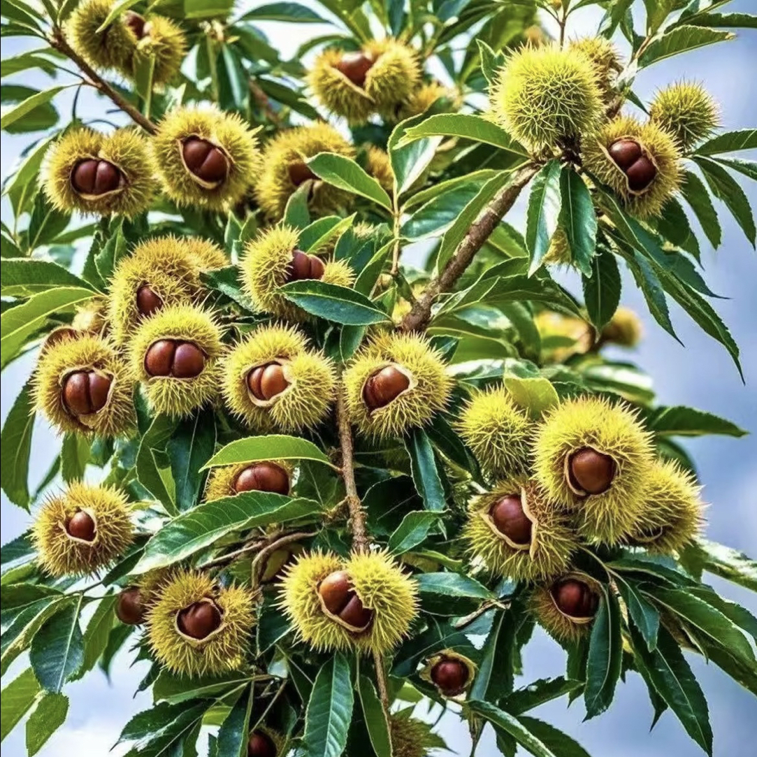 大红袍板栗嫁接迁西油栗板树南北方种植锥栗板栗苗蓝莓果树苗