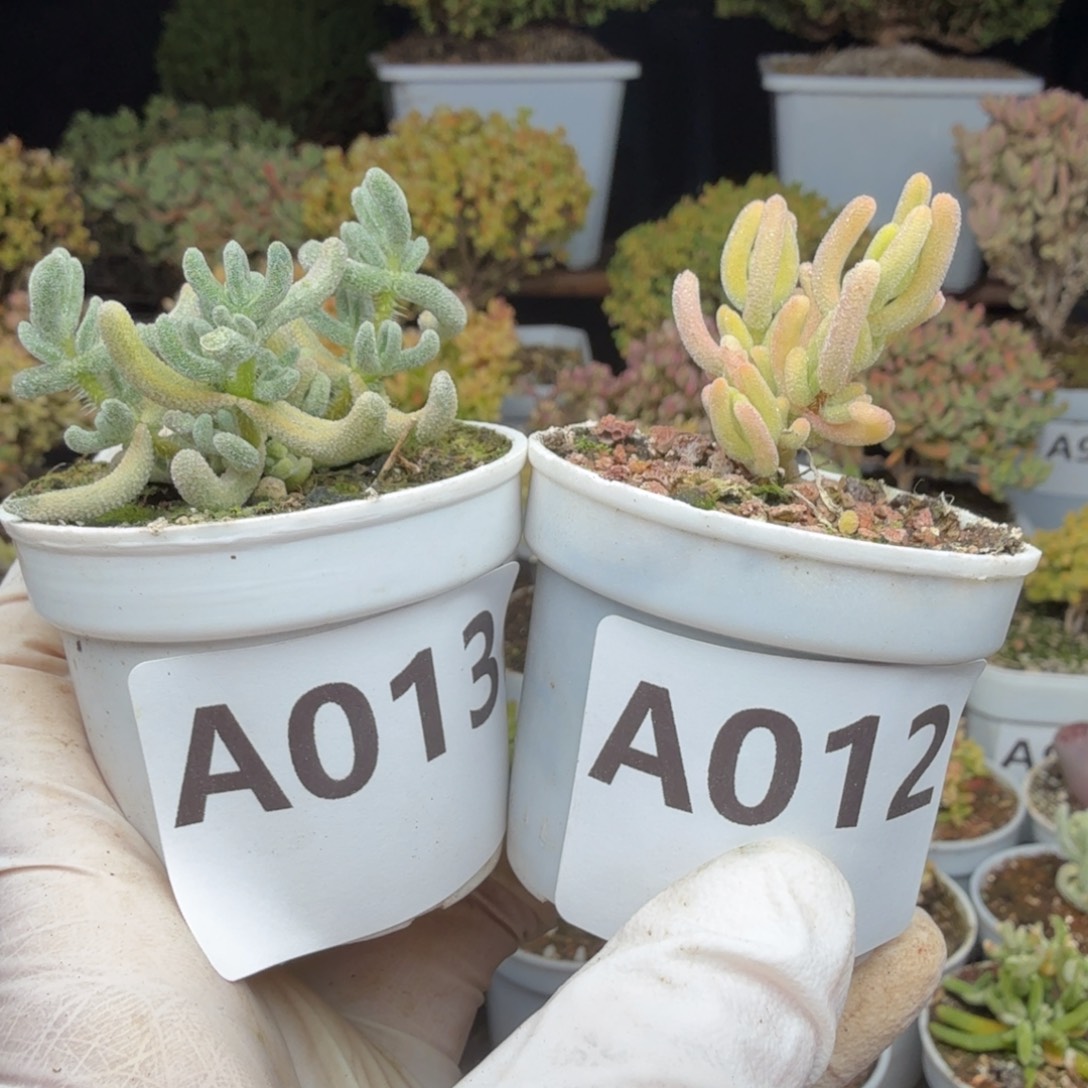 冻***梨A012红叶黄锦013白闪光