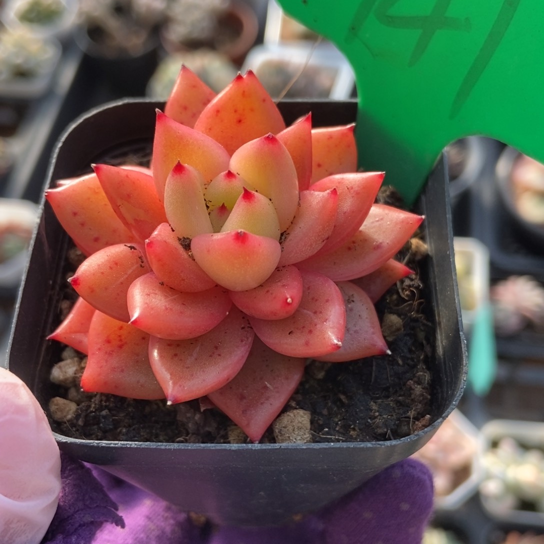 941珍妮多肉植物保护