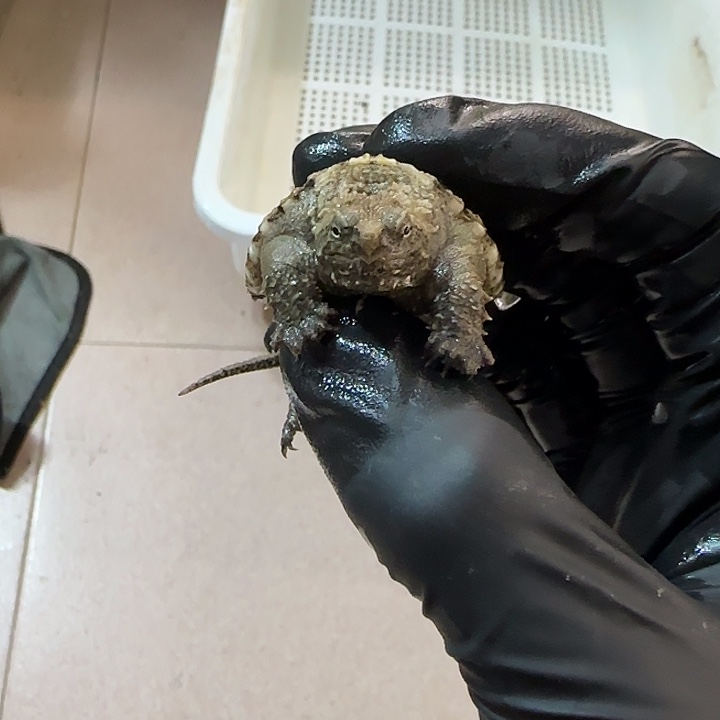 小鳄龟母巨头爆刺公温巨头仔