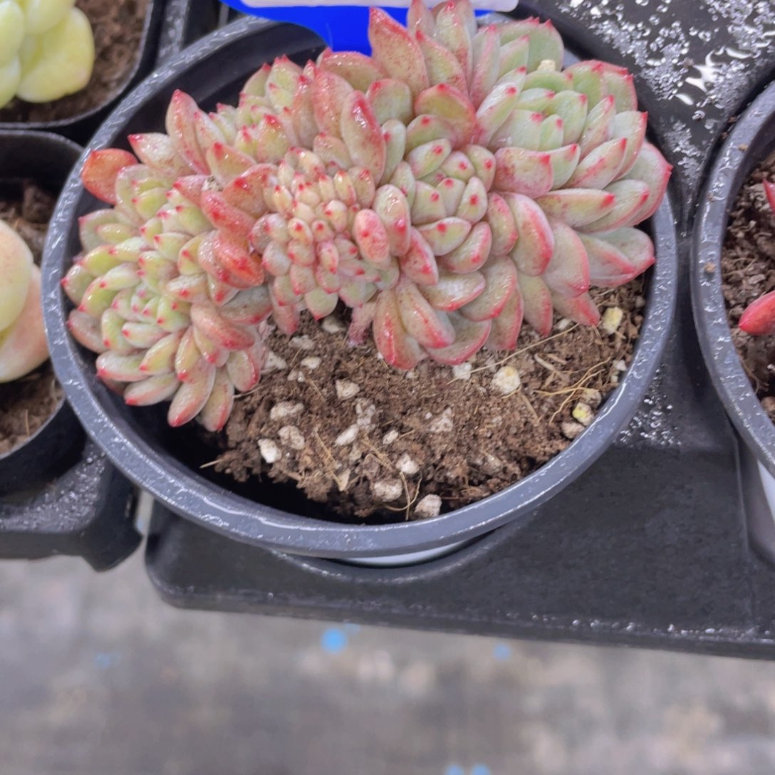 168号多头金雀缀化