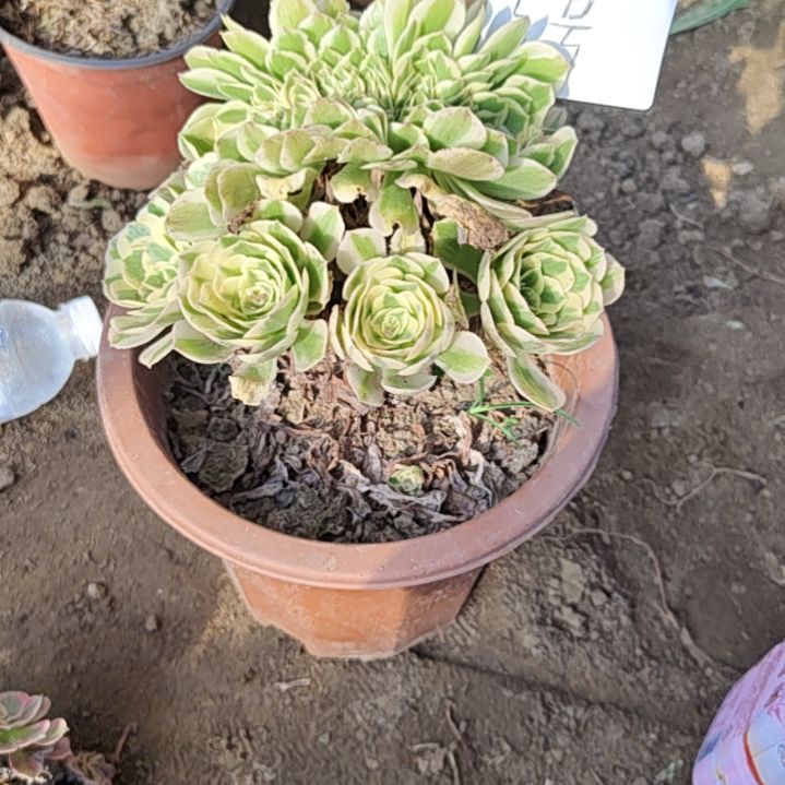 迈巴赫缀5号多肉植物