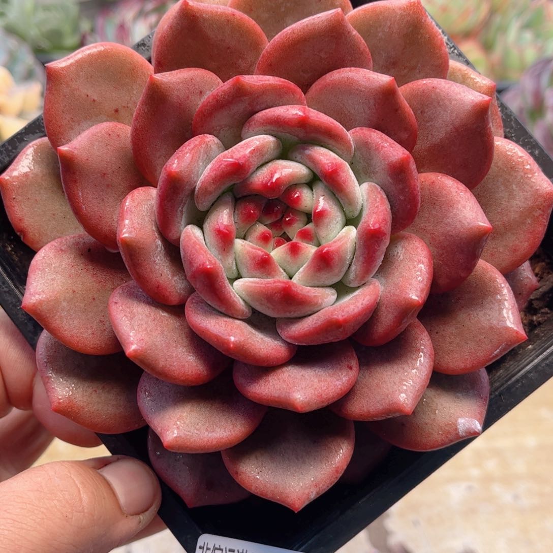 141凌雪德华多肉