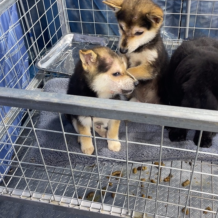 柴犬，200包邮到家，