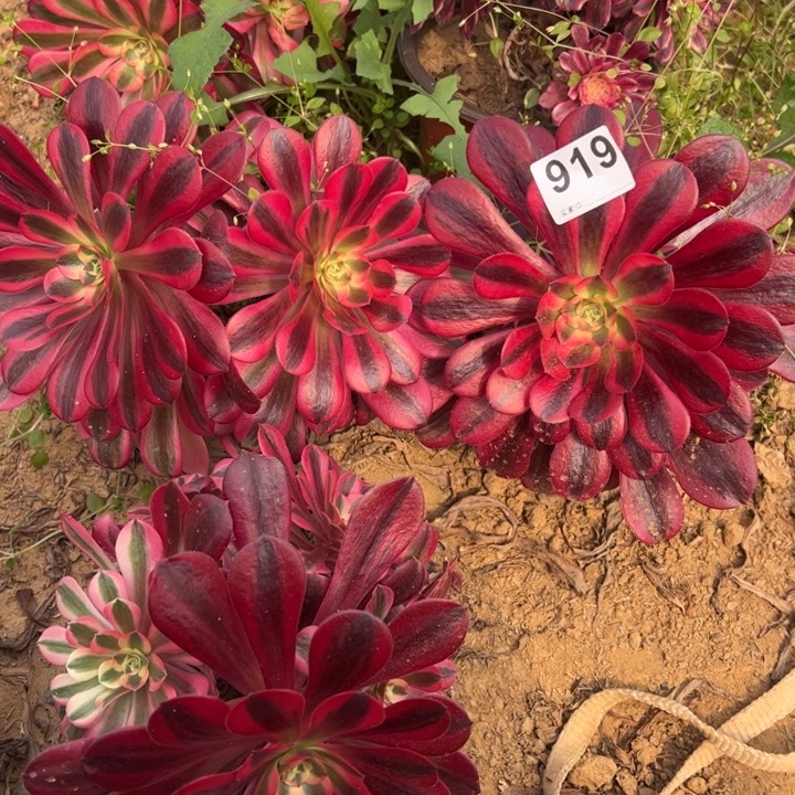 美杜莎3颗砍头多肉919