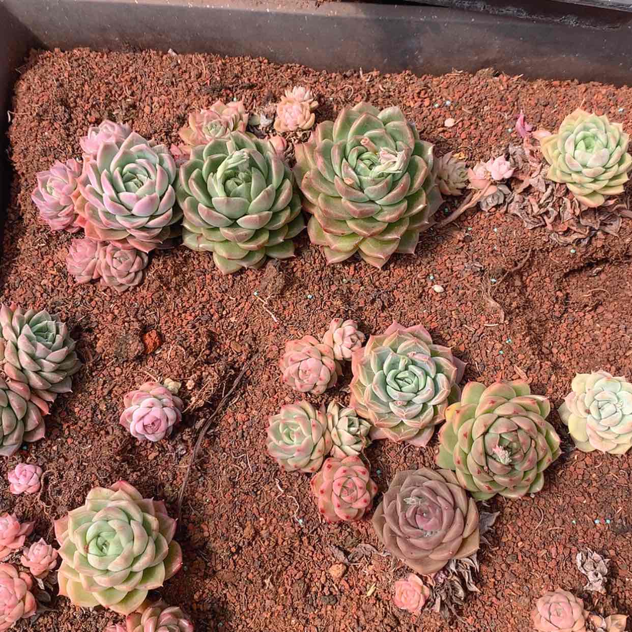 【闪购商品】云2170