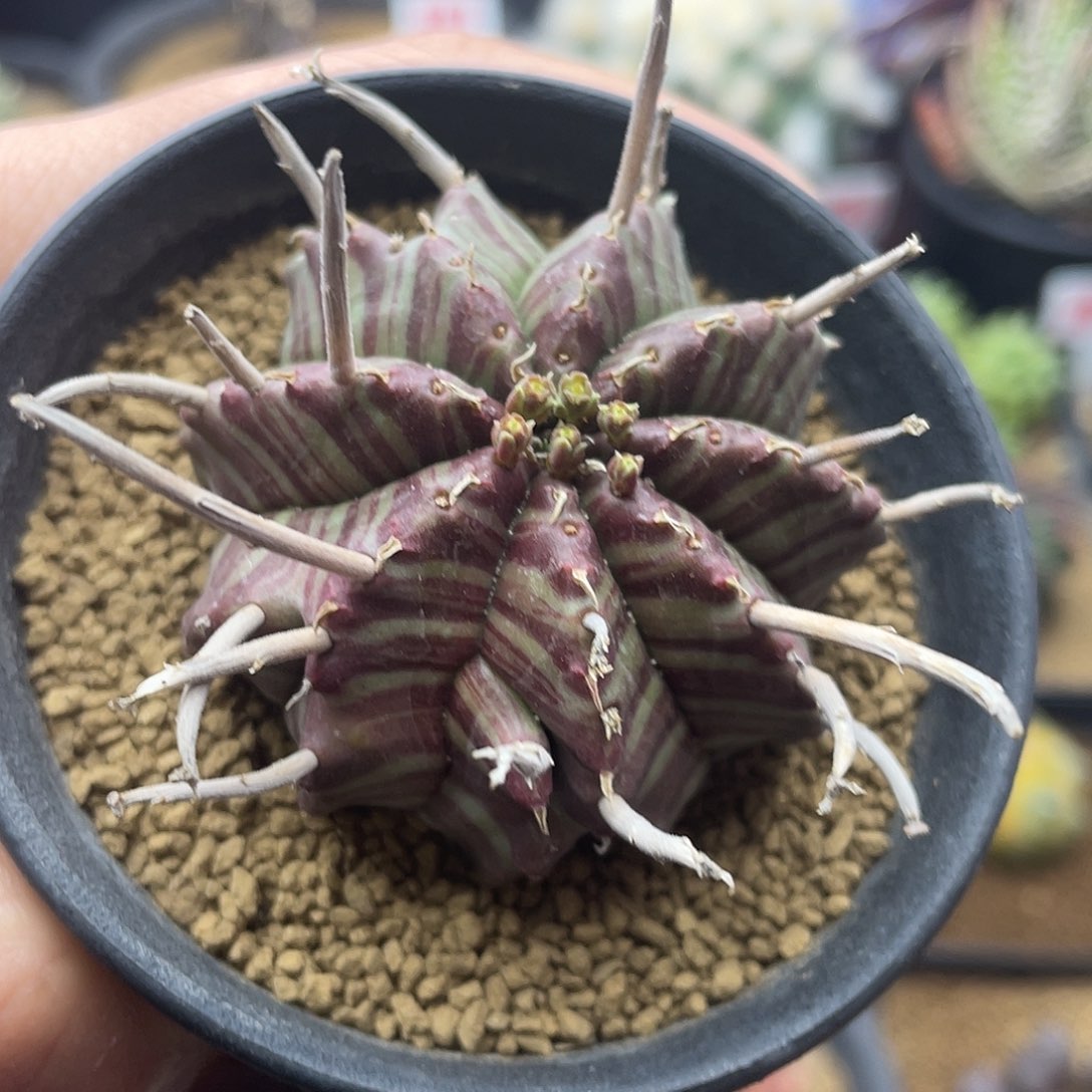 实生紫肌坤坤法丽达仙人球