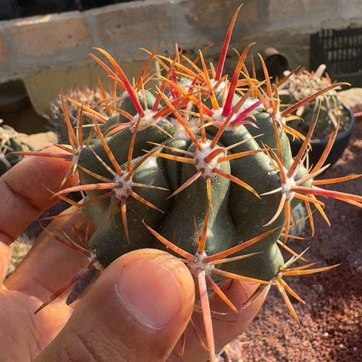 龙眼丸有根66666666