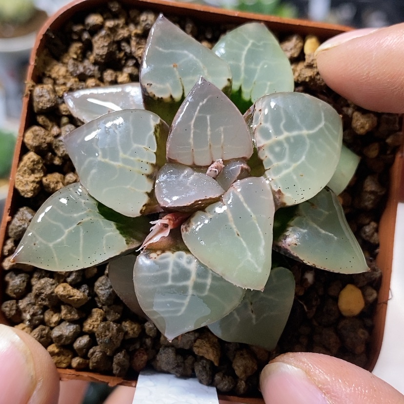 【闪购商品】274女神