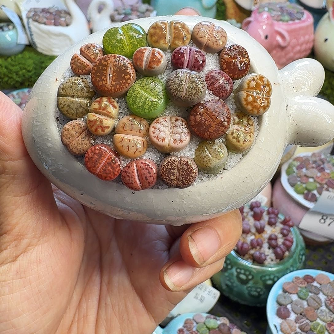 多肉植物福利冲918