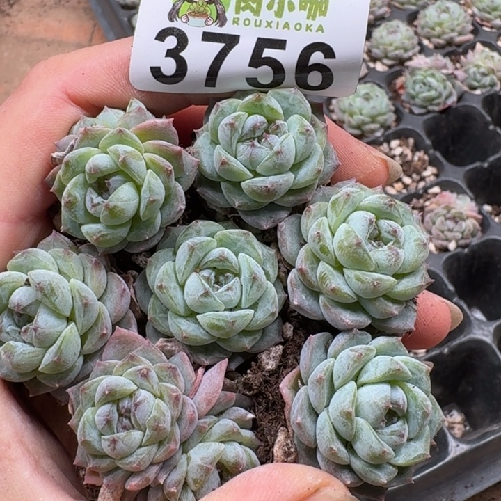 当前无花朵，栽培后可花朵多肉植物多肉植物