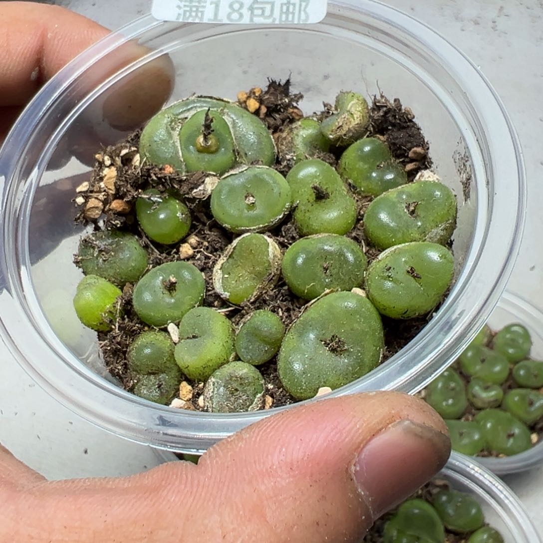 【闪购商品】 1130。    