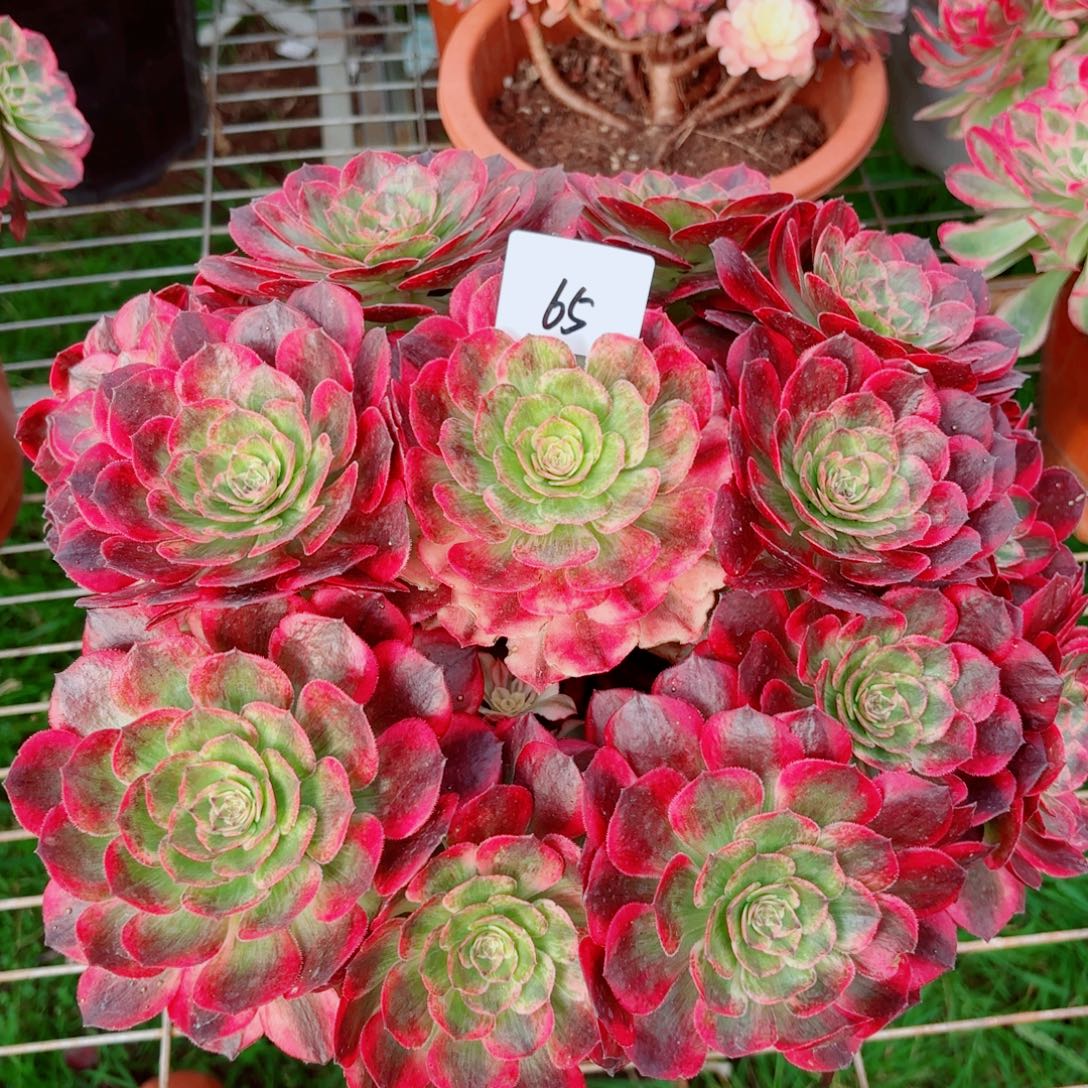 一物一拍多肉法师65