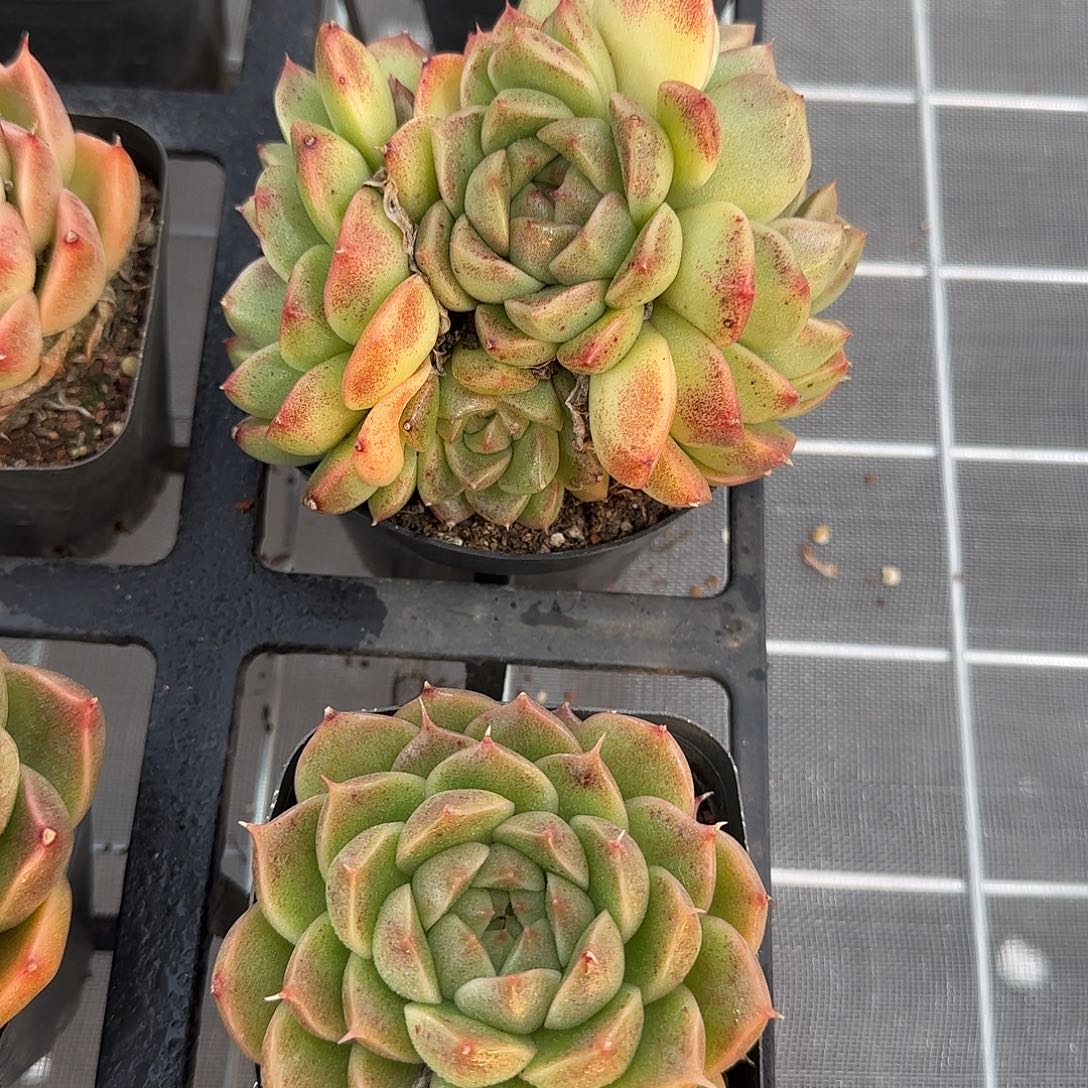 从前慢花园精选海王珍妮