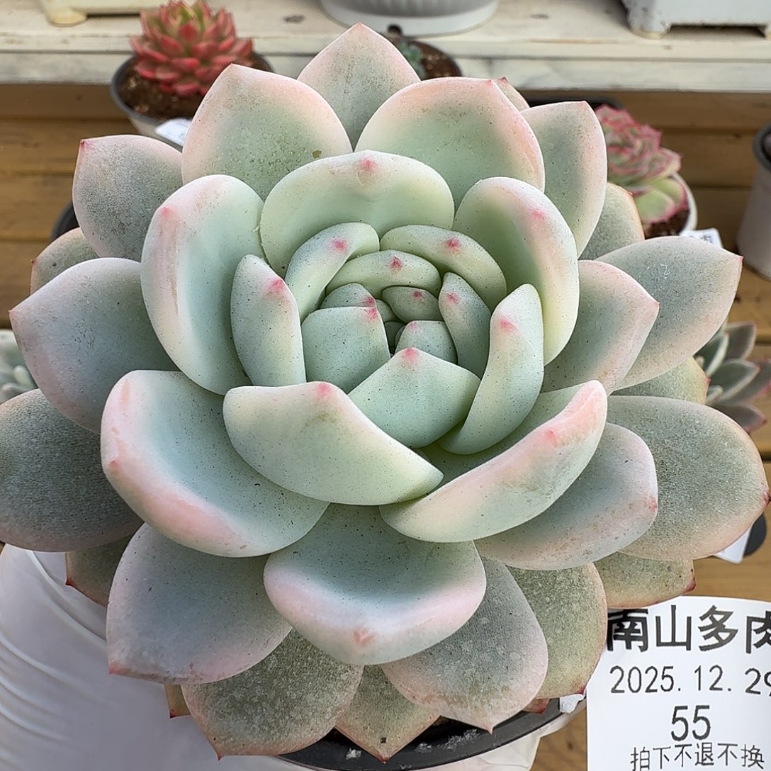 橙梦露锦111229-55