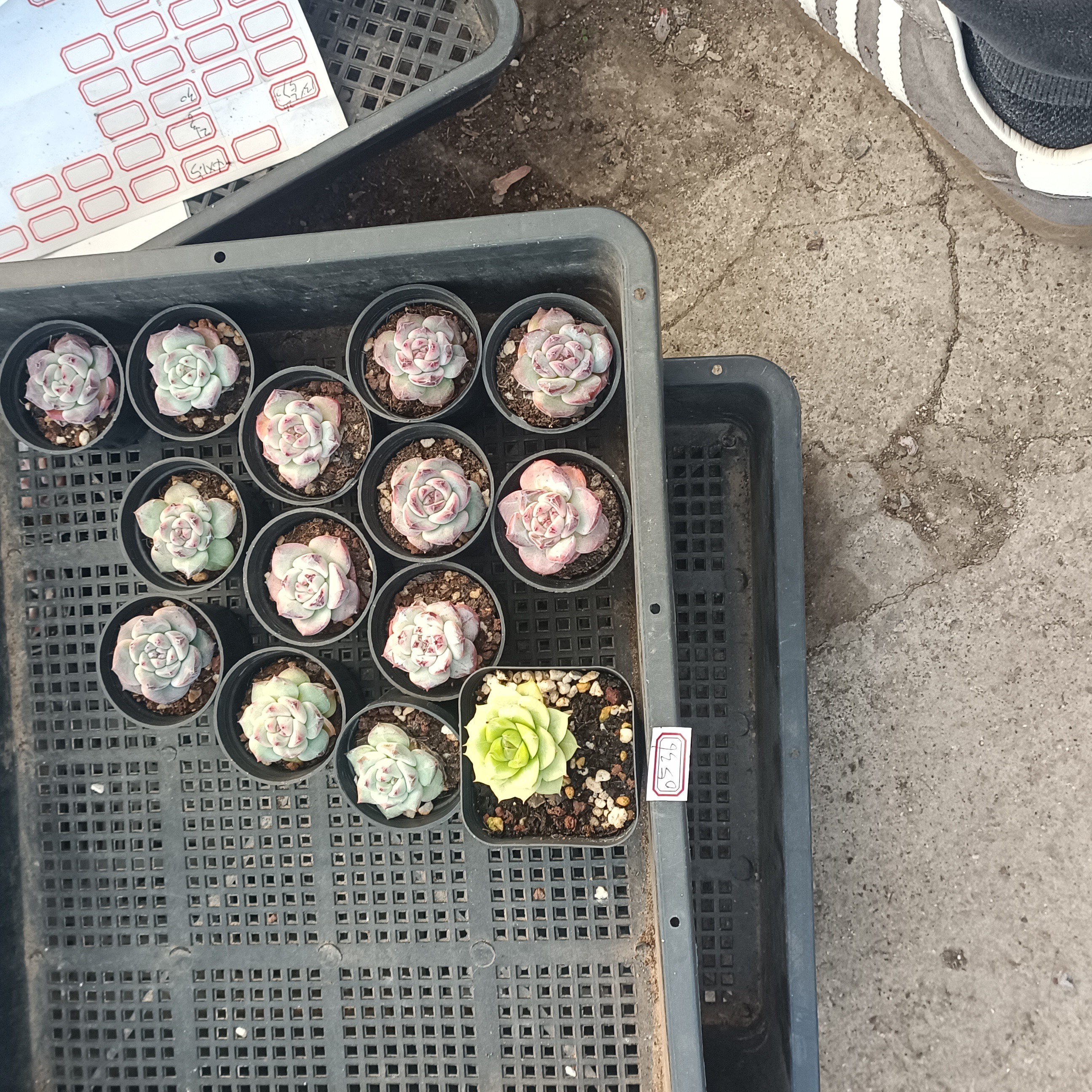 杂交13棵麦杆1棵多肉植物