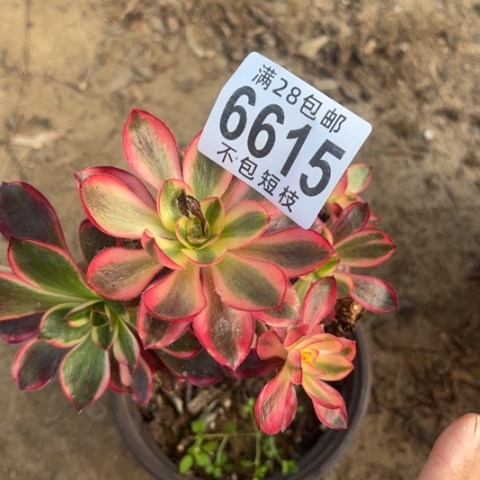 6615有砍多肉植物法师法师