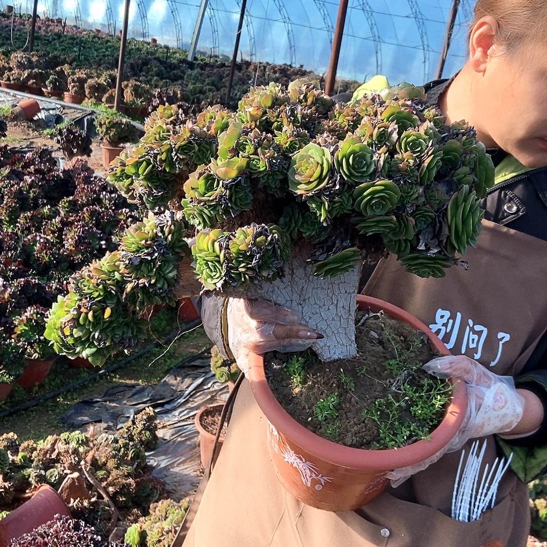 香***子b315万圣节缀干伤处理