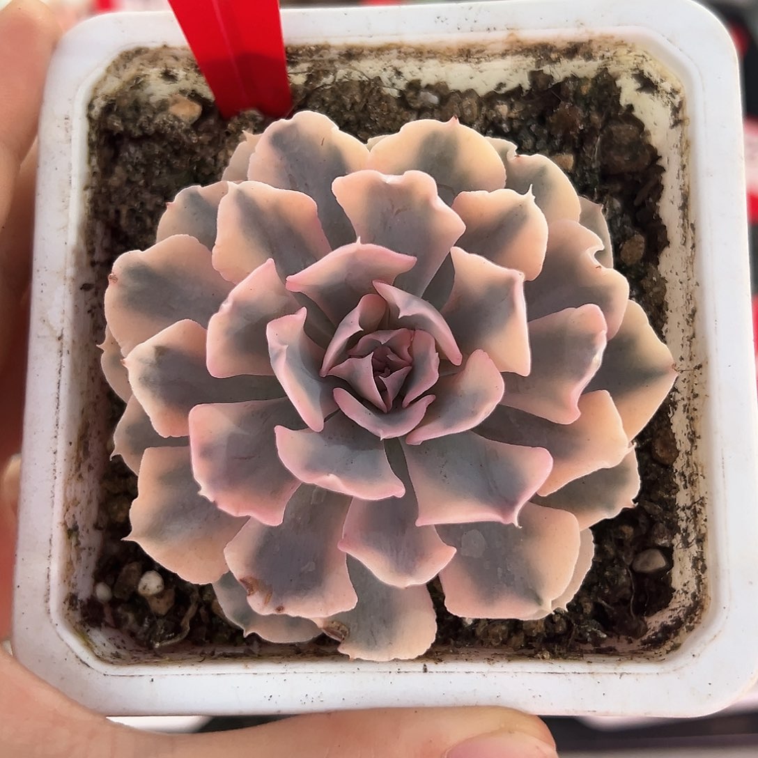 39号利比里亚锦多肉植物