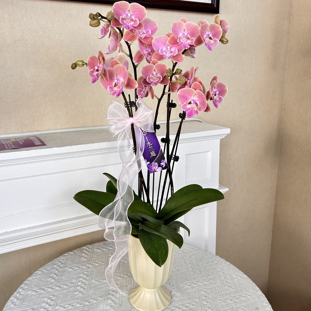 【唯美】古典粉色系蝴蝶兰带花带花苞室内绿植