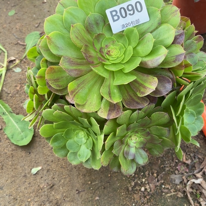 虹***瑞妈，。。。。。090花月夜，