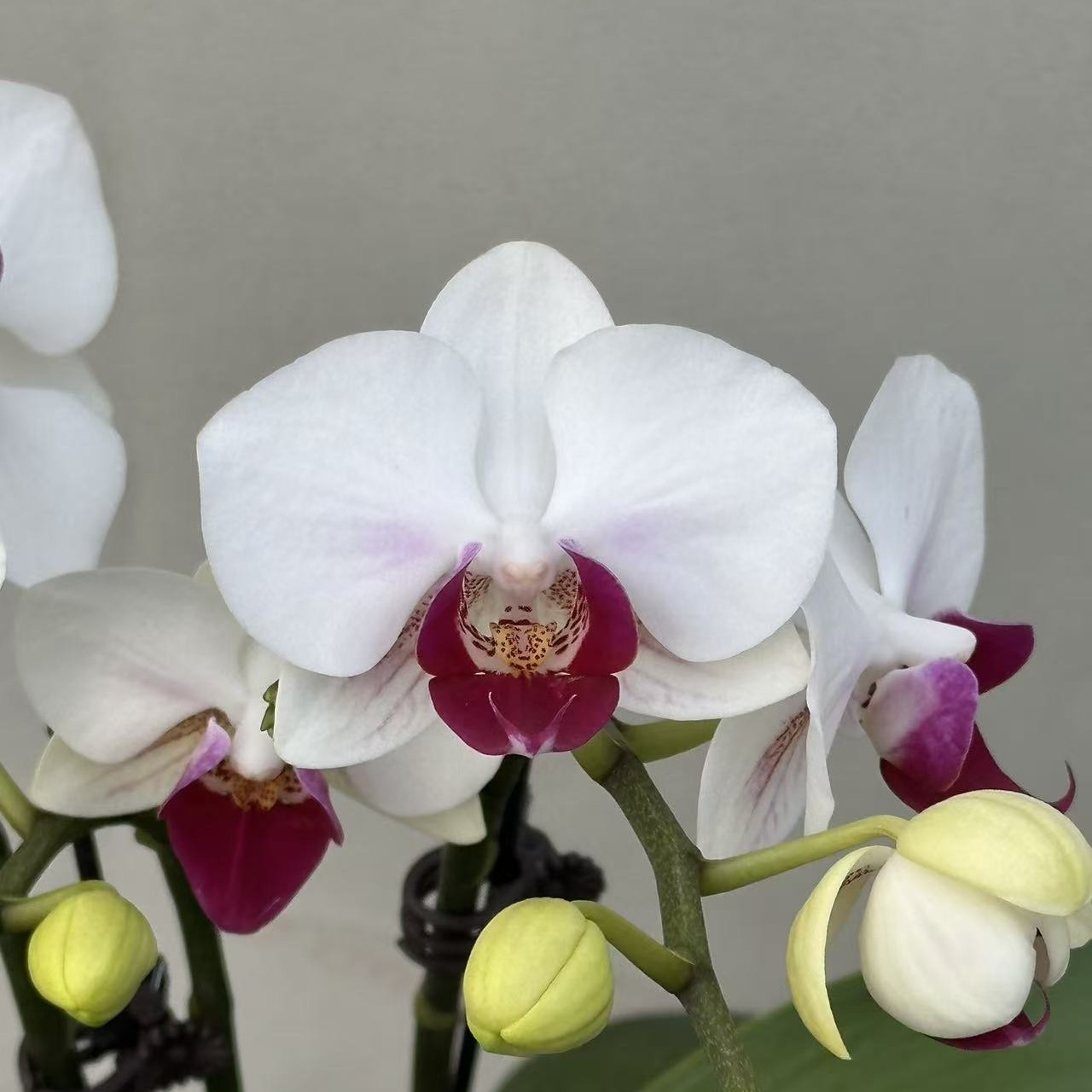 （避风港02）蝴蝶兰 花期长 拍3颗以上配盆