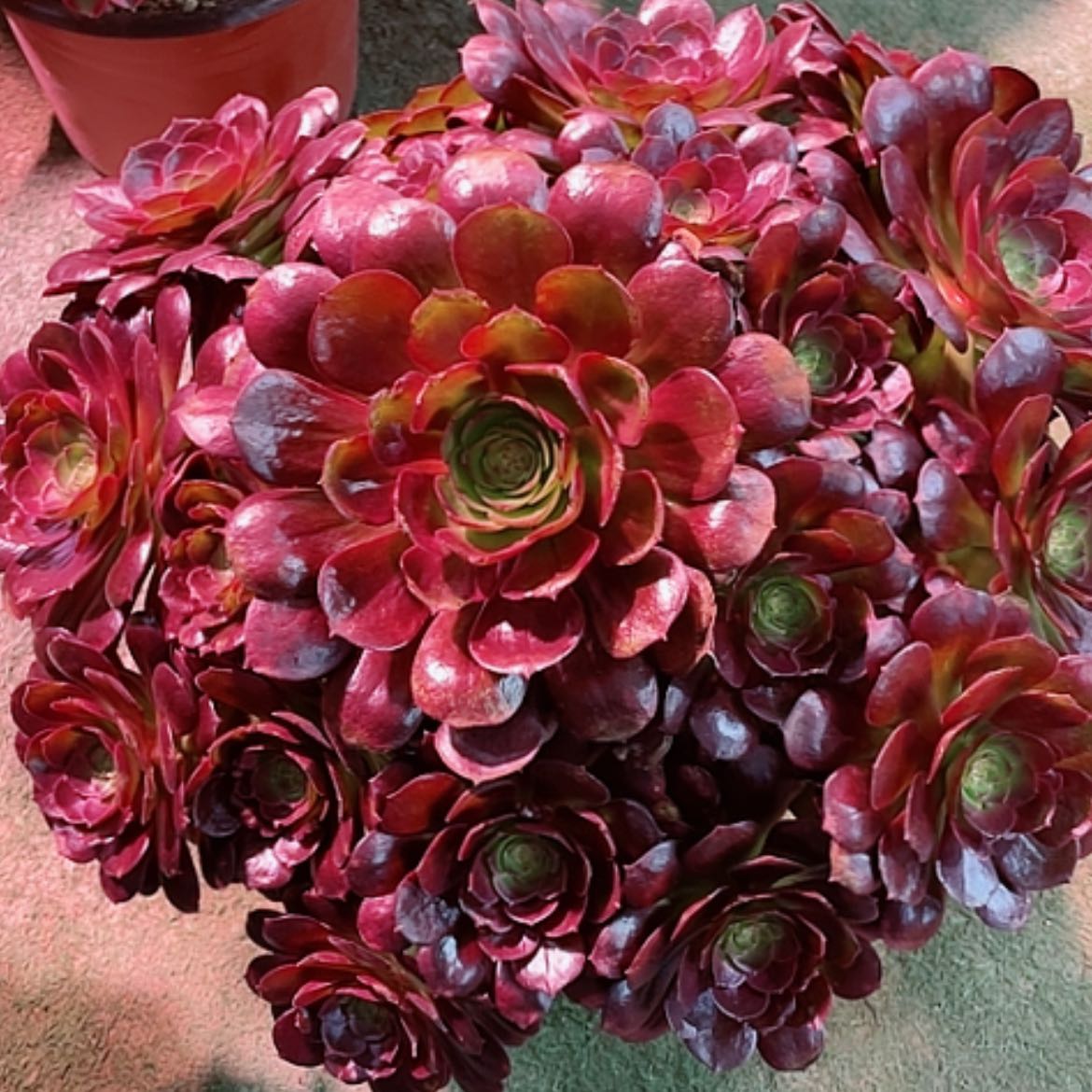 【闪购商品】法师好看也好养赤焰连