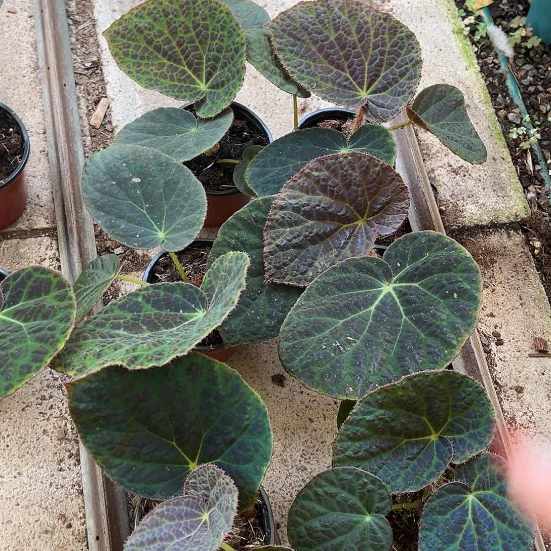 完全开放滇缅随机发货不售后