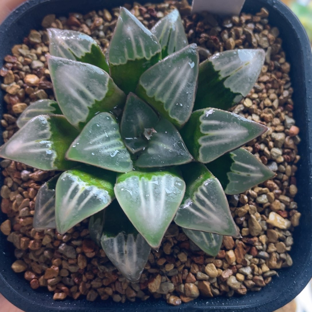 10.十二卷多肉白寡妇寿。