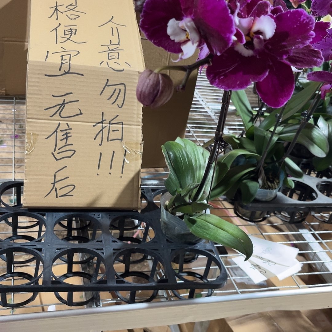 可***可完全开放蝴蝶兰1个 不售后