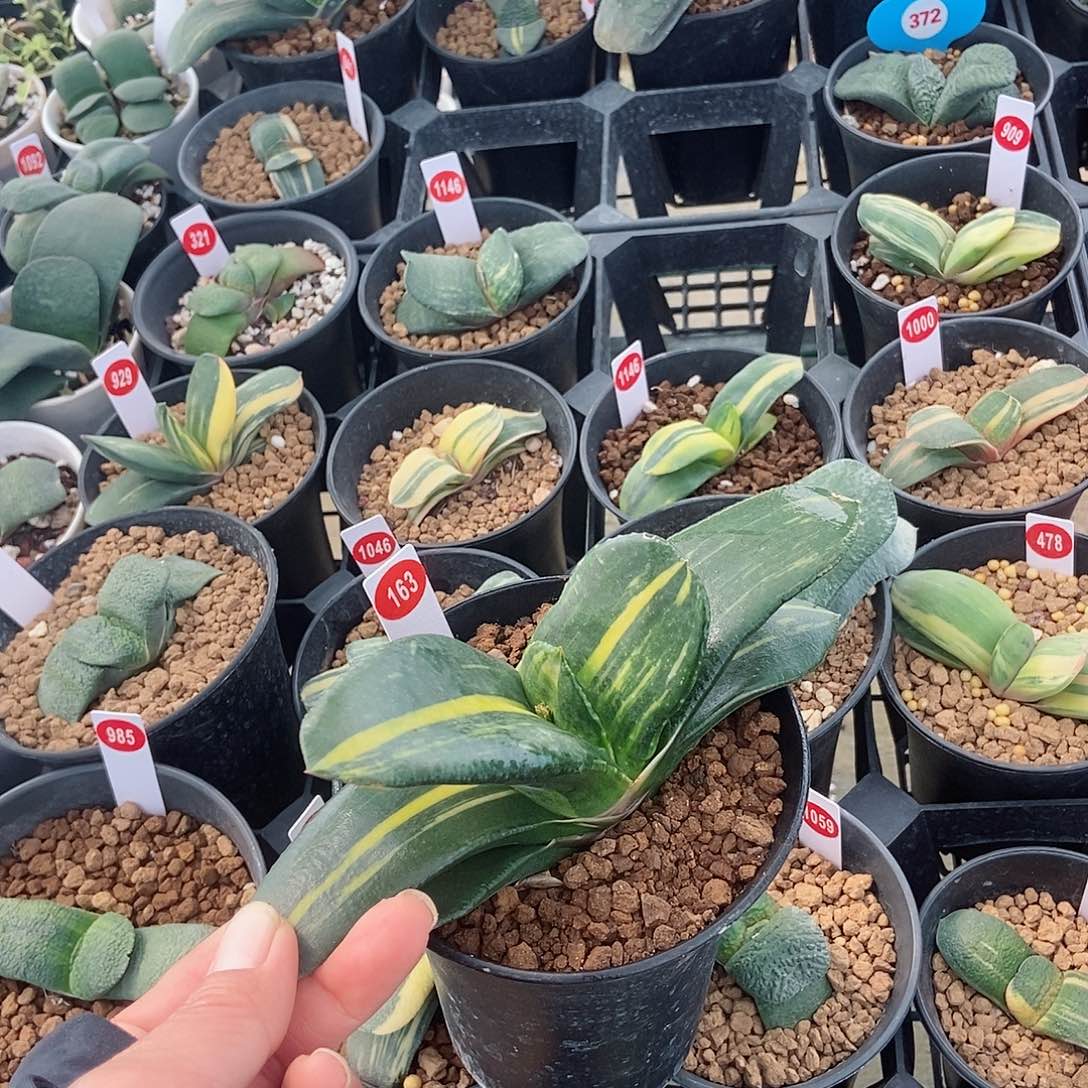 163卧牛实生锦面前叶宽4.5带盆发货