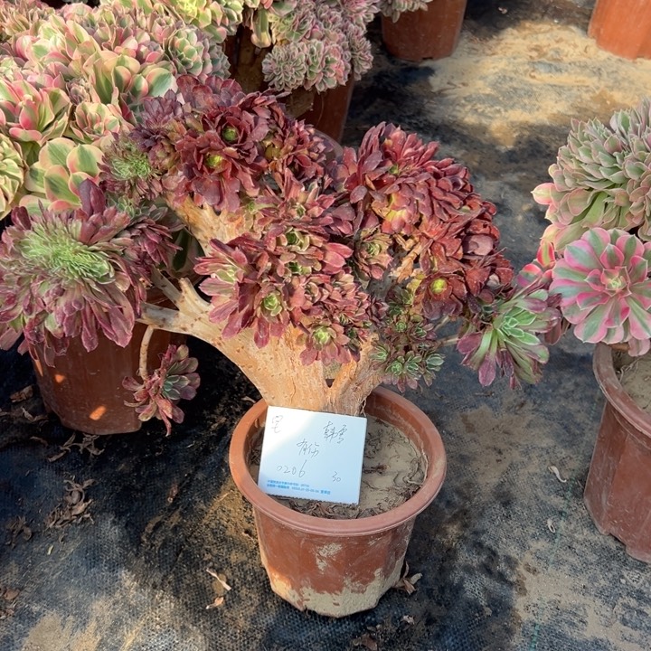 宅***雪多肉植物水墨画缀有伤不退户换