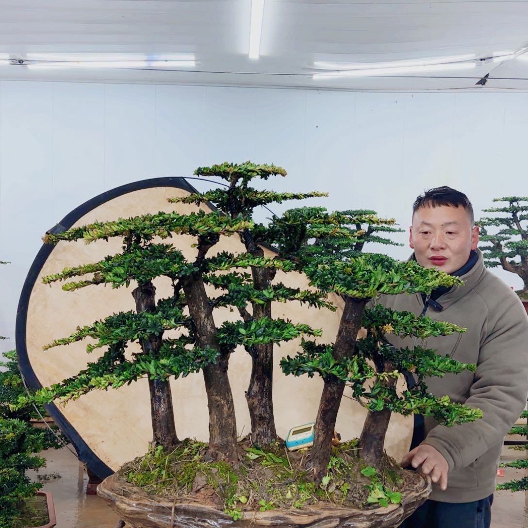 长***司无花朵盆景园林……