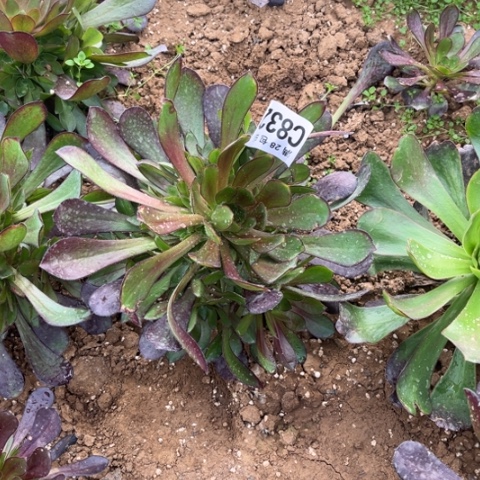 832黑元叶不包断枝