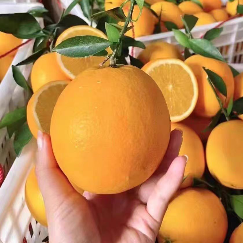 纽荷尔脐橙-10斤