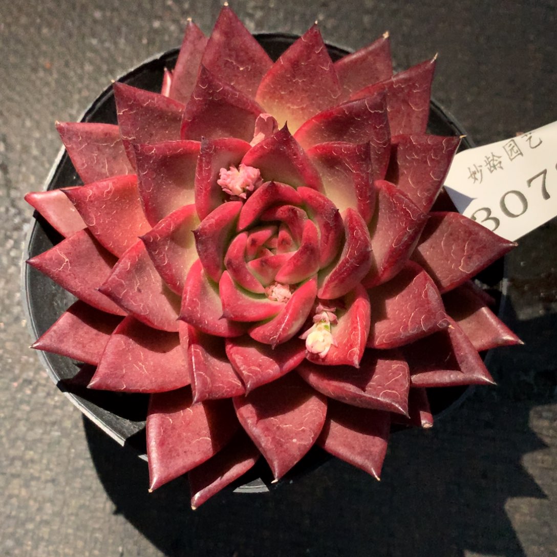 3078杂交多肉植物