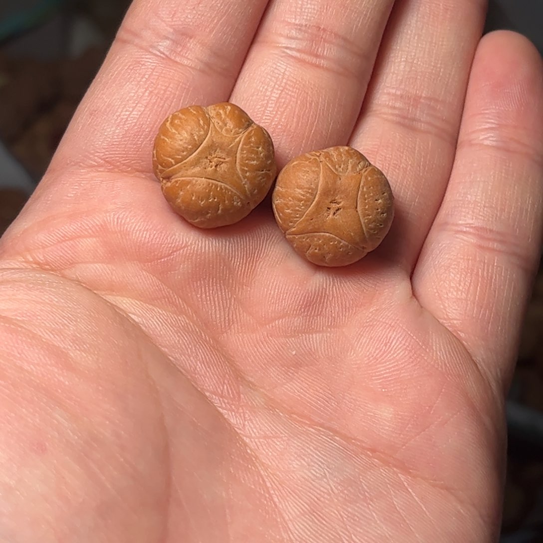 桃核吊坠二***n18mm麒麟眼，开孔不退，偏远不包