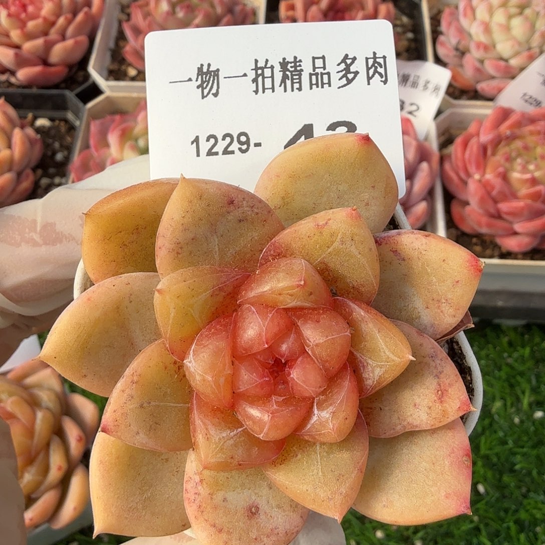 1229-43多肉一物一拍