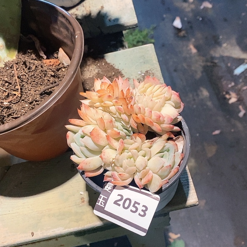 【闪购商品】莎莎缀2053