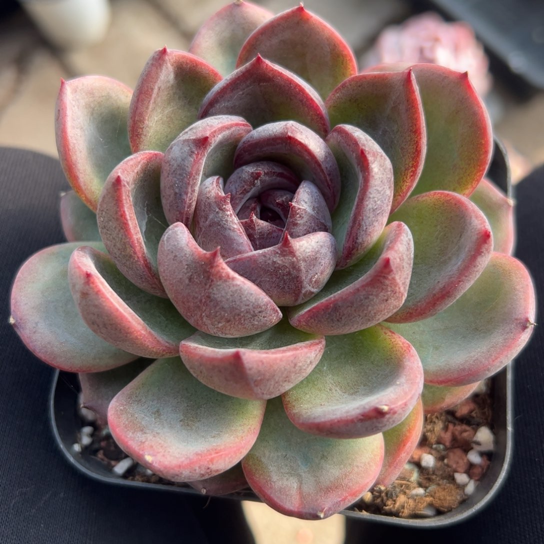 黑橙子老桩多肉植物