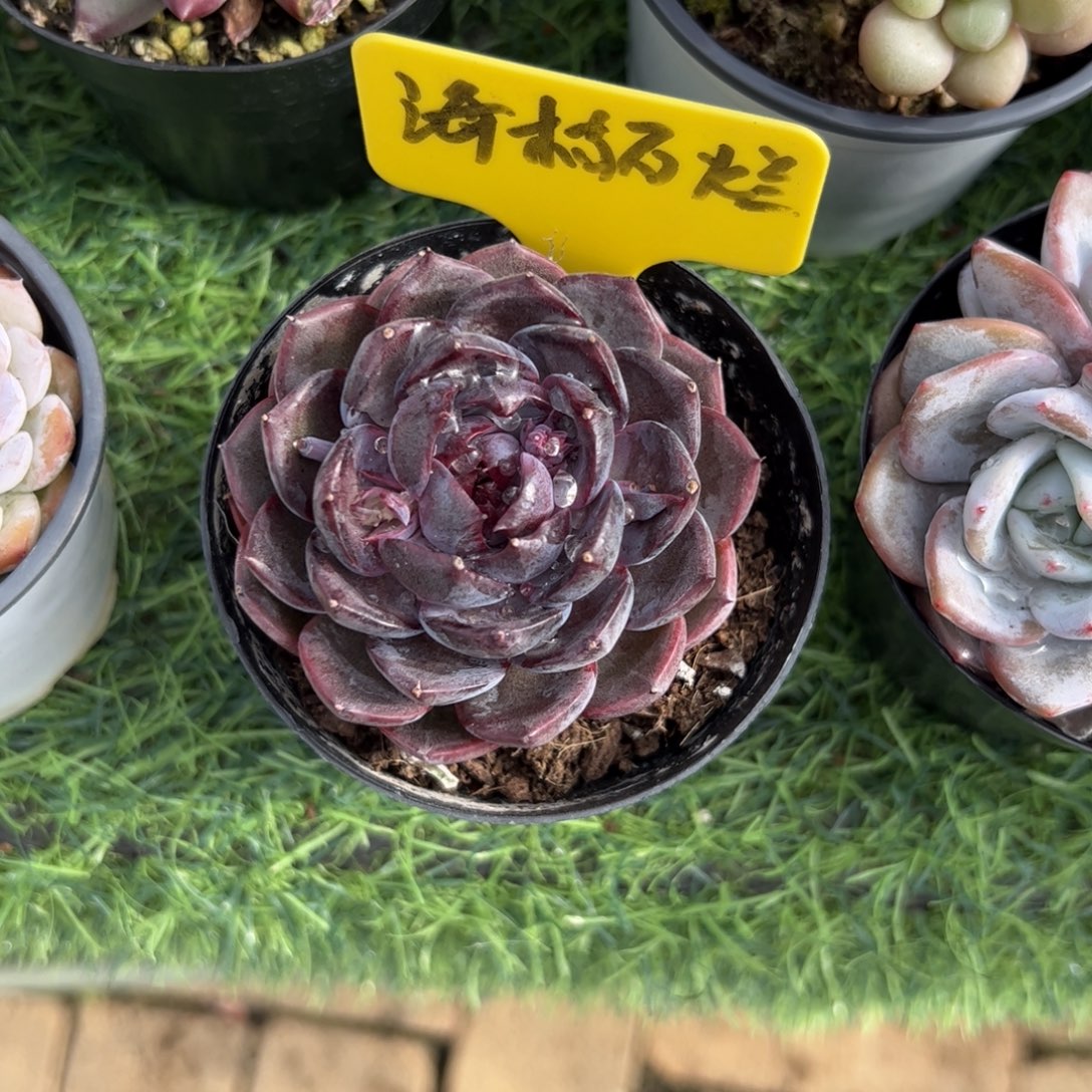 单头蓝莓多肉福利