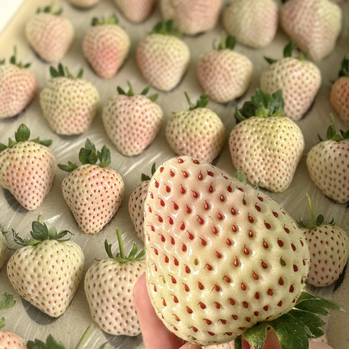 空运丹东淡雪白草莓 多汁甜润 草莓中的爱马仕。