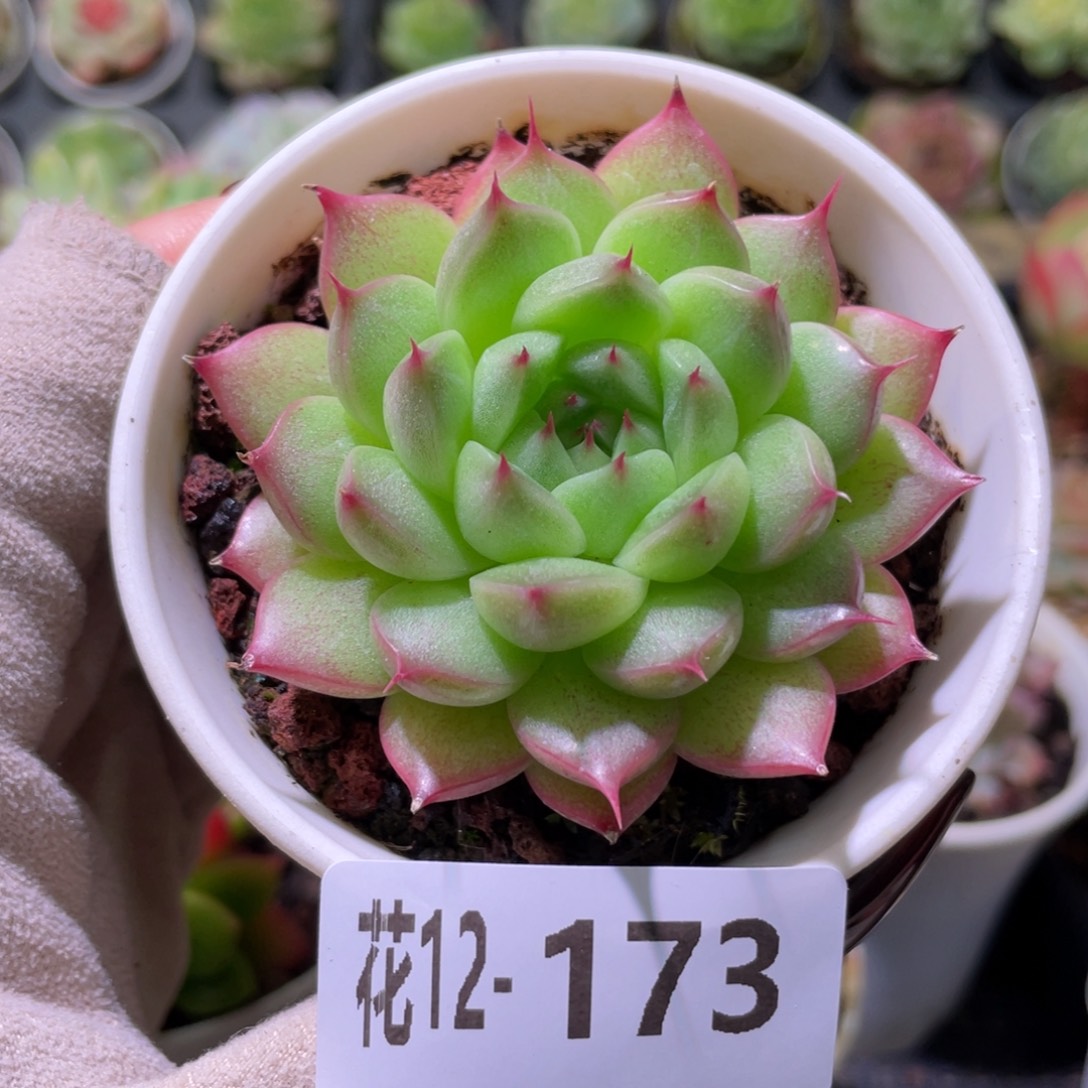 花利美12-173海王
